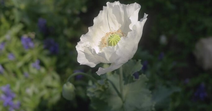 Slow motion of white opium poppy flower or breadseed poppy  (Papaver somniferum) plant with green leaves swaying in wind in flower garden background