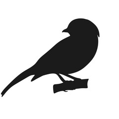 flycatcher