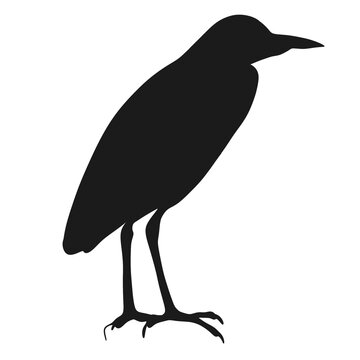 recommend clip art: Bubulcus Ibis