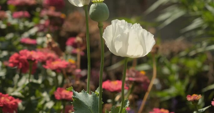 Slow motion of white opium poppy flowers or breadseed poppy  (Papaver somniferum) plant with seed pod capsule and green leaves swaying in wind in flower garden background