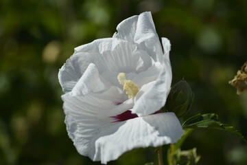 Weiße Hibiskusblüte © Pawel Hordjewicz