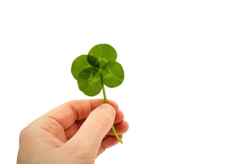 Fototapeta na wymiar Four-leaf clover in a hand, isolated on white background. Lucky card with copy space.