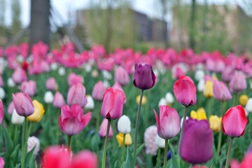 튤립, flower, 봄, 뜰, 분홍, 튤립, 네이처, flower, 블로섬, 들판, red, 개화, 미,...