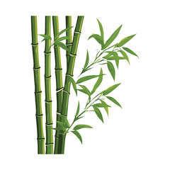 Fototapeta na wymiar Bamboo vector illustration