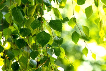 Summer background with young fresh birch leaves on a tree