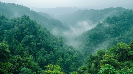   A forest teeming with numerous green trees shrouded in fog, distant landscapes veiled by misty clouds - obrazy, fototapety, plakaty
