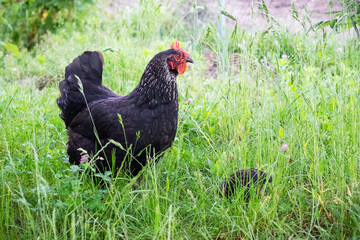 The black hen with little chicks in the garden amidst tall grass