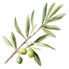 Watercolor Illustration painting of olive with leaves, isolated on a white background, Olive clipart, Olive vector, Olive painting, Olive art, drawing clipart, Olive Graphic.