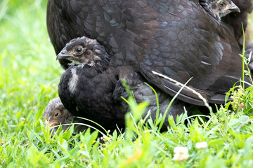 Little chicks hide under the hen's wing