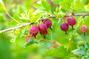 Ripe gooseberry berries in the garden on a blurred background