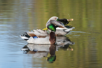 Two adult male wild ducks ( Anas platyrhynchos) in breeding plumage bathe and preen their nice plumage - 783917292