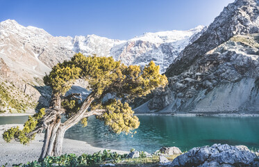 A juniper tree bends and grows against the backdrop of the blue mountain lake Kulikalon, against the backdrop of rocky mountains with snow and glaciers, in the Fan Mountains in Tajikistan in the morni