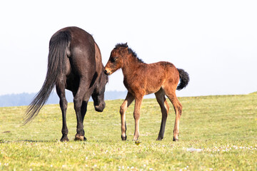 Mother horse and foal in green meadows. Wild horse and foal. Farm life. Horizontal photo. No...