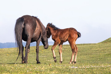 Mother horse and foal in green meadows. Wild horse and foal. Farm life. Horizontal photo. No people. Rural. Mare. Baby.