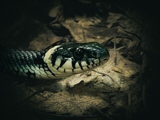 Wildlife