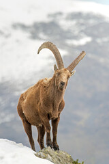 Impressive large male Alpine Ibex (also said wild mountain goat - Capra ibex) standing at the edge...
