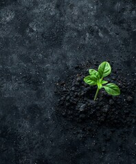 Small green plant sprouting from ground