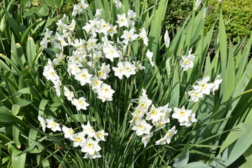 Narcissus poeticus recurvus au jardin au printemps