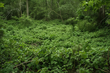 Fototapeta premium Invasive Green Plant Overgrowth in Forest