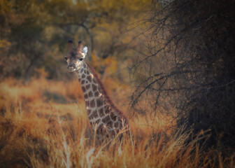 Giraffe Sitting Down