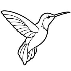 hummingbird illustration