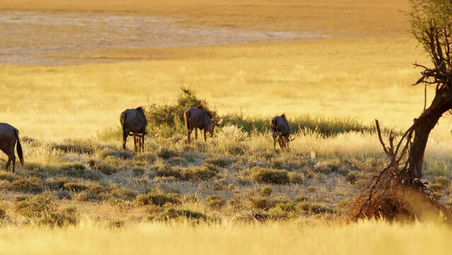 A wide angle view of a herd of blue wildebeests grazing in Savanah of Botswana Africa