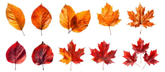 Collection set of yellow orange red maroon autumn fall maple leaf leaves on transparent background cutout, PNG file. Many different design Mockup template for artwork