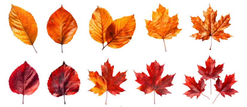 Collection set of yellow orange red maroon autumn fall maple leaf leaves on transparent background cutout, PNG file. Many different design Mockup template for artwork