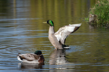 Two adult male wild ducks ( Anas platyrhynchos) in breeding plumage bathe and preen their nice plumage. One of them flaps its wings. - 783929638