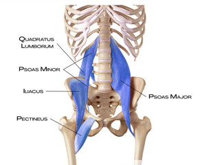 Hip and lower back of the deep front line - pectineus, psoas minor, psoas major, quadratus...