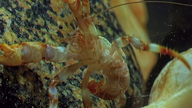 Underwater crayfish hermit crab without shell in clean, clear water. Seafloor ecology, crustacean behavior, underwater habitat interactions. Crayfish behavior in fauna of White Sea.