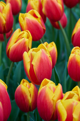 colorful tulip red, yellow Hennie van der Most