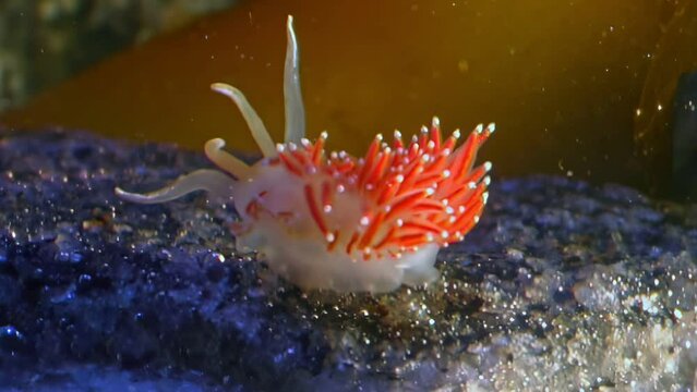 Slow movements of underwater sea slug have therapeutic effect, White Sea. Serene visuals of underwater realm in clear water contribute to relaxing experience. Slug Flabellina in White Sea.