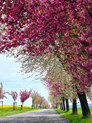 white and pink blooming trees in spring on a sunshine day