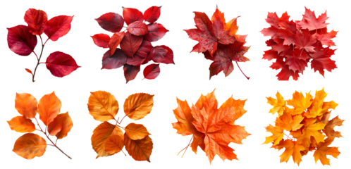 Collection set of pile stack group stalk yellow orange red maroon autumn fall maple leaf leaves on transparent background cutout, PNG file. Many different design Mockup template for artwork. top view.