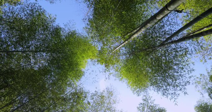 Everbright, shooting, forest, fresh and green green, bamboo forest, bamboo