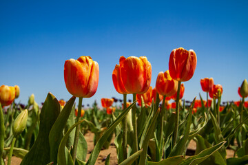 tulips garden