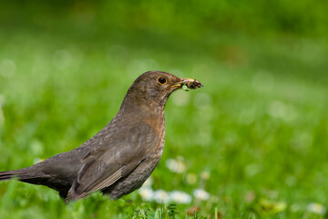 female common blackbird on the green grass close-up