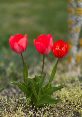 Red tulips in the meadow. Spring bulbs of seasonal red tulip in the grass, dof. Background.