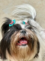 Naklejka premium Shihtzu portrait
