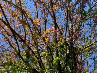Sakura tree pink blossom in the spring garden.