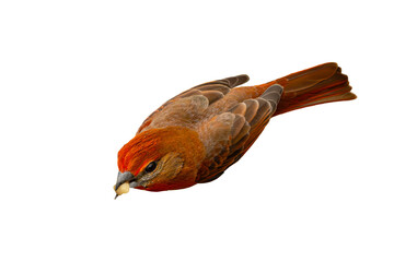 Hepatic Tanager (Piranga flava) High Resolution Photo, in Flight, Over a Transparent PNG Background - 783938649