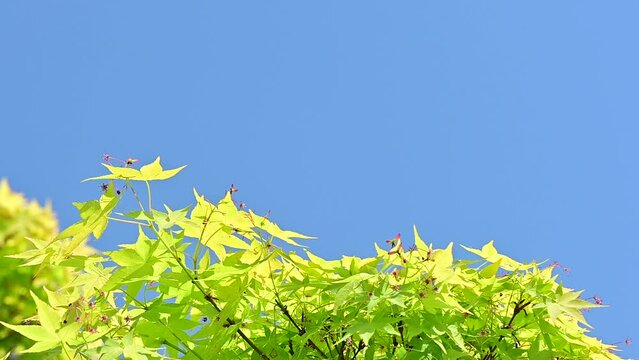 Acer tree branch on blue sky background