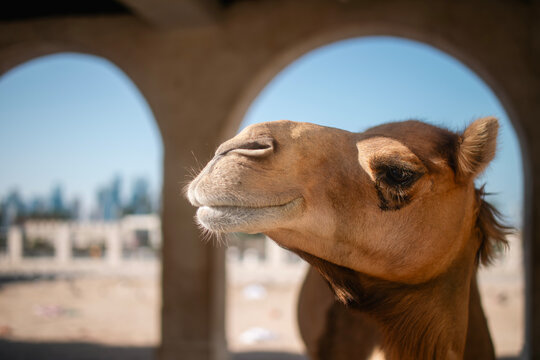 Head of camel in stables near Souq Waqif. Historic district of Doha in Qatar..