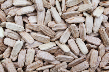 Round bottle gourd fruit seeds close-up view 