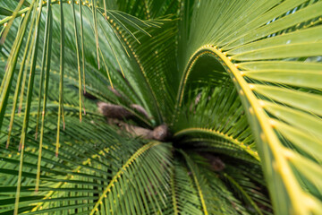 Close up of rare palm tree in the Botanical Garden of Barcelona