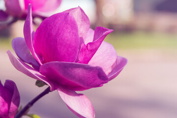 Huge pink magnolia flower on a tree in early spring. 