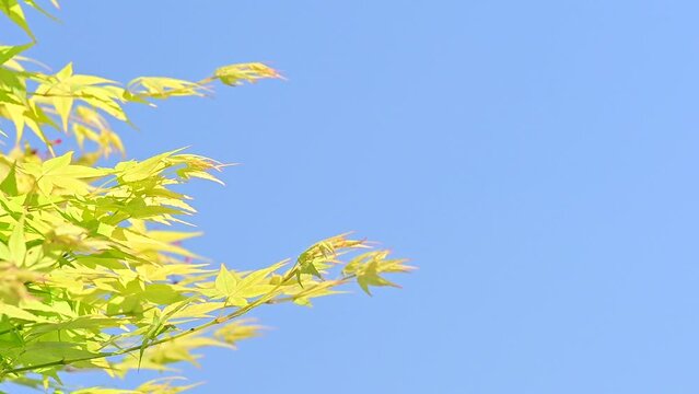 Acer tree branch on blue sky background