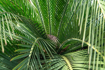 Close up of rare palm tree in the Botanical Garden of Barcelona