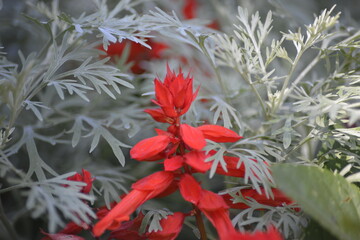Rote Salvia Blüte vor silbrigem Laub-Farbkontrast im Garten